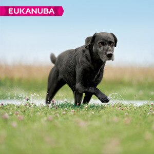 Eukanuba Senior Large Breed Chicken